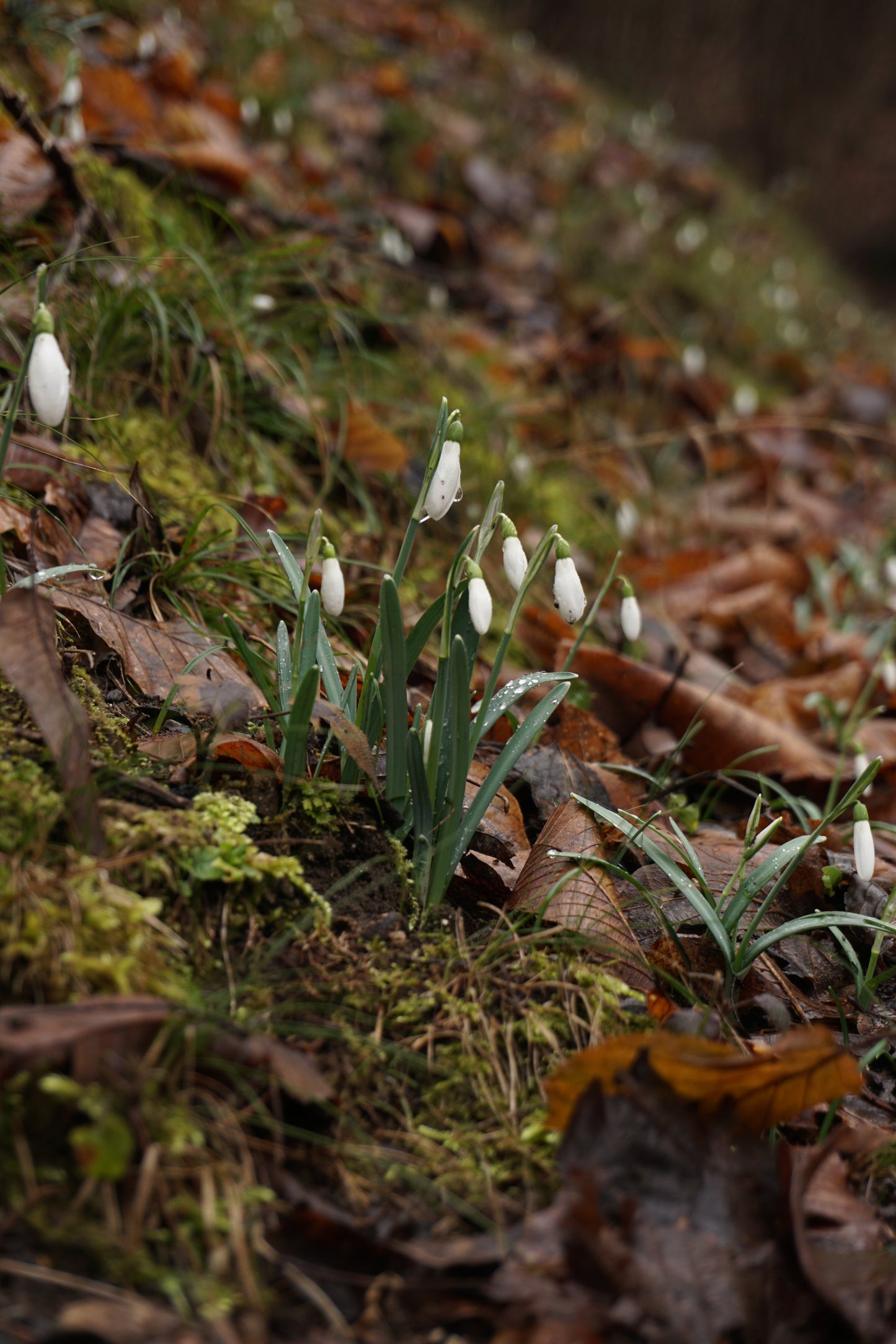 Monte Bronzone: Cresta Alpina e Ascesa alla Vetta