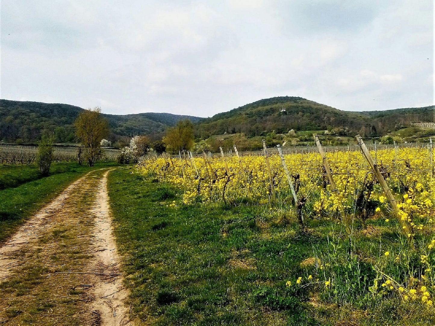 Franciacorta Vineyard Stroll