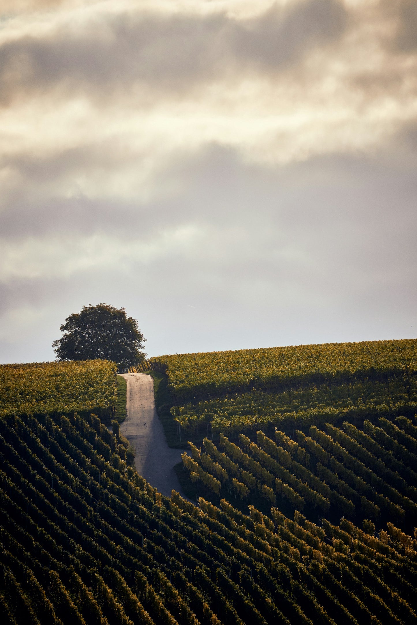 Franciacorta Vineyard Stroll