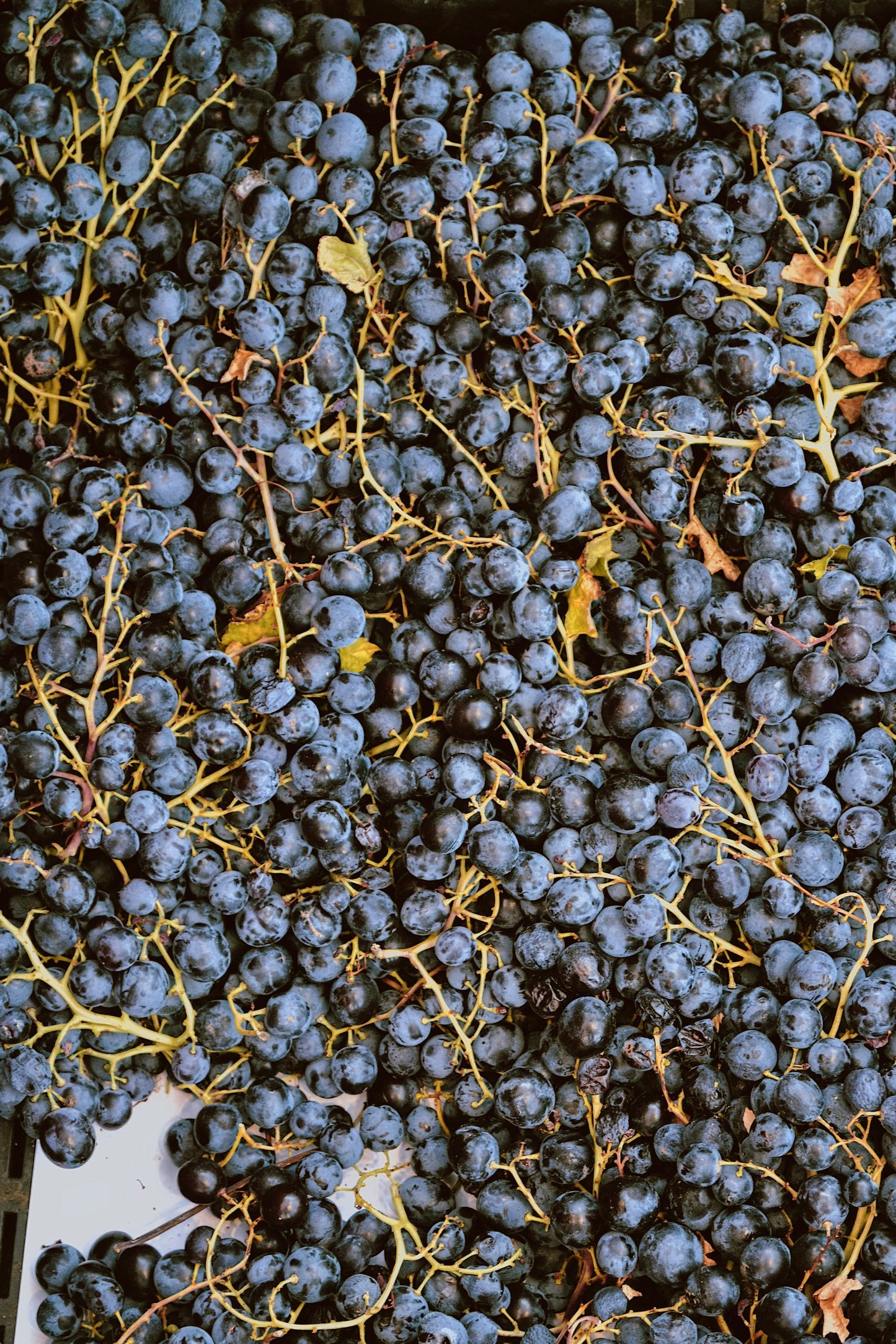 Franciacorta: Dolci Colline e Vigneti