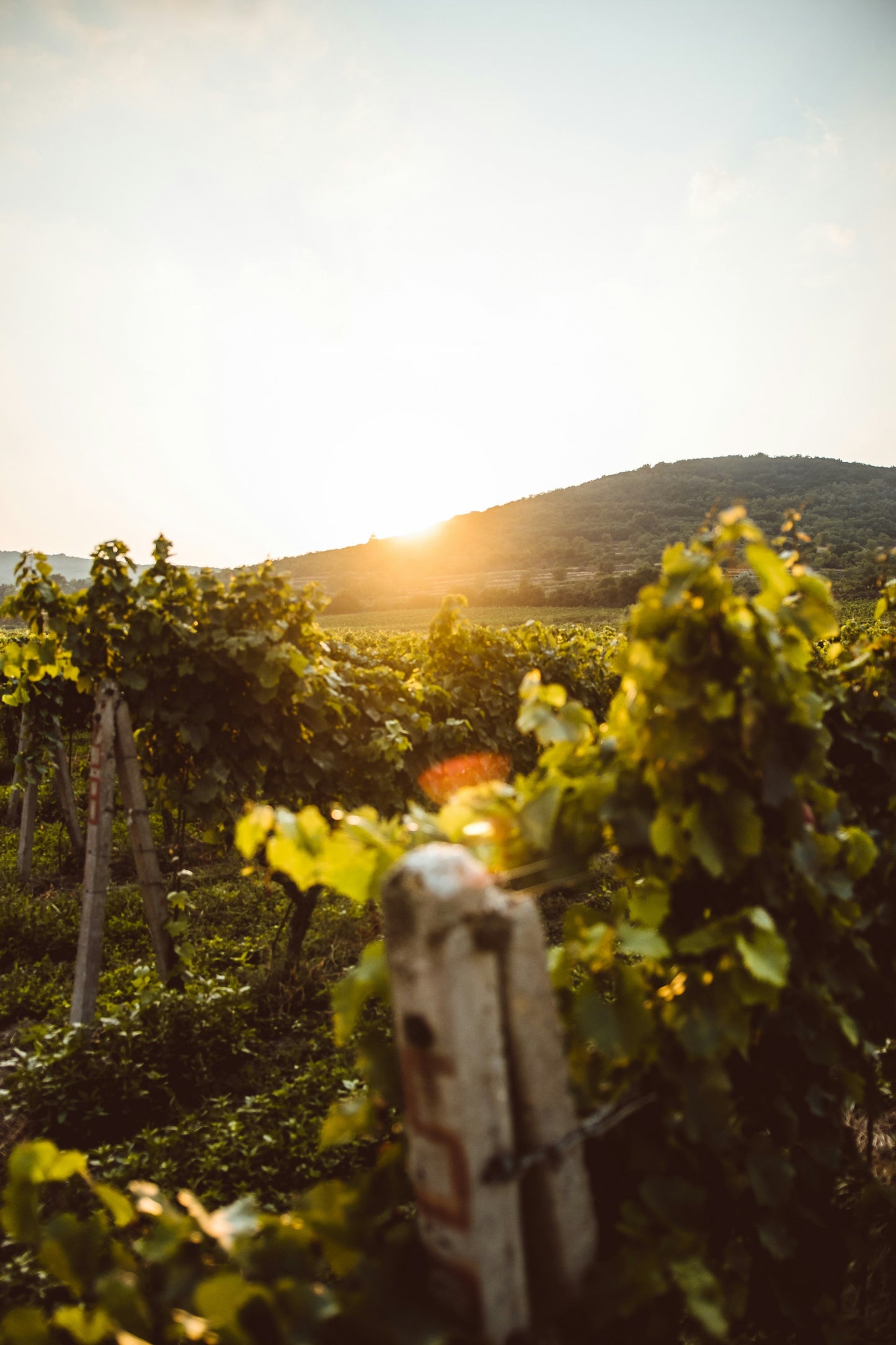 Franciacorta: Dolci Colline e Vigneti