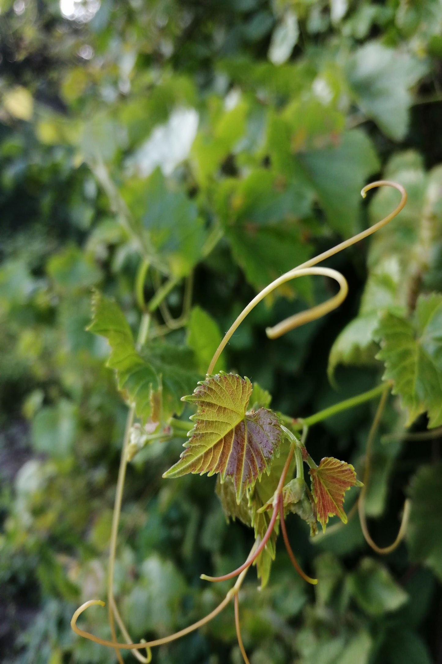 Franciacorta: Dolci Colline e Vigneti